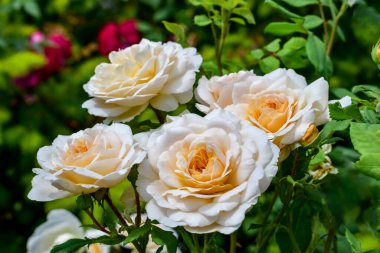 Close-up of a cluster of soft cream flowers of the Lions Rose variety. Natural floral background with blooming rose bush on a flower bed in a garden or park in the open air clipart