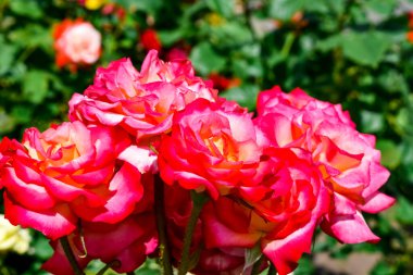 Pembe-beyaz güllerin ışıltısı. Bahçedeki ya da parktaki çiçek tarlasında güzel doğal bir çiçek buketi.