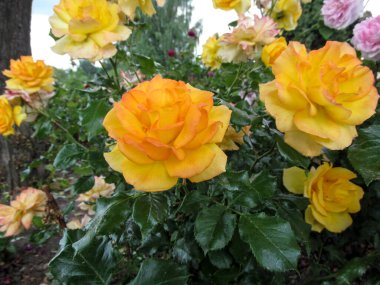 Sahra tarlasının gül çalısı ve güzel sarı-pembe çiçekler. Bahçenin doğal arka planında taze sulu yeşil yaprakları olan gür, zarif gül çiçekleri.