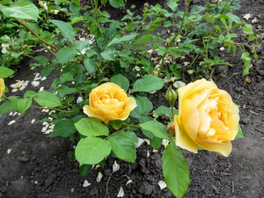 Bir gülün iki parlak sarı çiçeğiyle bir dal ve bir gül çalısı üzerinde tomurcuklar. Doğal çevrede yapraklarla dolu yuvarlak şekilli zarif gül çiçekleri.