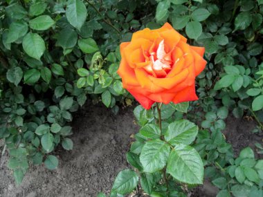 Alone large orange rose flower of the 