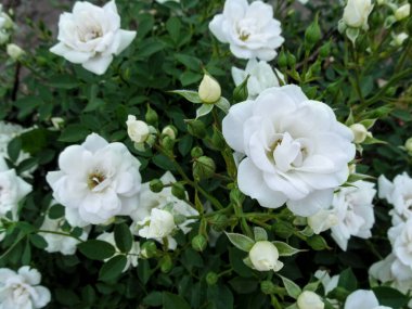 Düğün tasarımı için narin beyaz gülleri olan zarif bir çiçek arkaplanı. Yeşil yaprakların arasındaki küçük beyaz gül ve tomurcuklar tatil tebrik kartları için şaşırtıcı beyaz-yeşil desenlerdir.