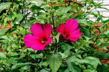 Yeşil yapraklı Hibiscus sivrisineklerinin parlak morumsu çiçekleri. Doğal yaz çiçekleri.
