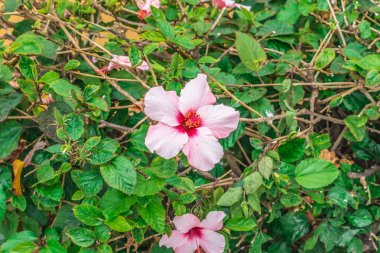 Nazikçe pembe Çin gülü, yaprakları yeşil yapraklar arasında. Çiçek arkaplanı çiçek açan Hibiscus rosa-sinensis. Kanarya Adaları 'ndan Flora