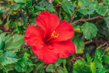 Yeşil yaprakların arasında kırmızı Hibiscus rosa-sinensis çiçeği. Hawaii çiçekli arka planı. Kanarya Adaları 'ndan Flora