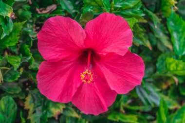 Mor ayakkabı boyası bitki çiçeği yakından. Yaprakların arasındaki Hibiscus rosa-sinensis 'in oyukları ve vajinaları.
