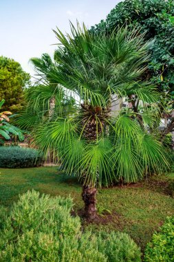 Alanya 'da (Türkiye) bir halk parkında tek başına bir Washingtonia filifera ağacı yetişiyor. Bahçedeki yeşil doğanın arka planında pervane palmiyesi, dikey