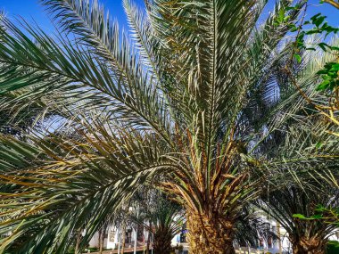 Palmiye yapraklarının dokusu yakın plan. Arecaceae ağacı, mavi gökyüzüne karşı, büyük, bileşik, her zaman yeşil yapraklı.