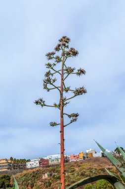Agave Americana 'nın solmuş kuru çiçekleriyle dolu uzun bir gövde, mavi bir arka planda izole edilmiş. İspanya 'nın Tenerife adasında egzotik bir bitkinin çıplak dallarına sahip bir ağaç. Kanarya Adaları 'ndan Flora