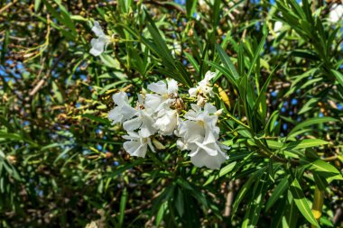 Beyaz Neryum zakkum dolgunluğu olan bir dal. Yeşil yapraklı zarif beyaz çiçekleri olan güzel bir çiçek arka planı var.