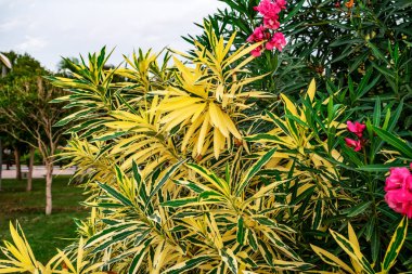 Nerium oleander bush with variegated leaves and pink flowers in the park of Alanya (Turkey). Poisonous ornamental plant outdoors on a summer day clipart