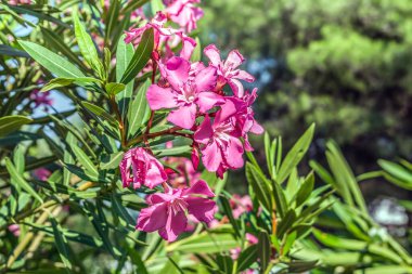 Çiçekli Nerium zakkum dalı, yakın plan. Kopya alanı olan çiçek arkaplanı. Budva, Karadağlı Flora