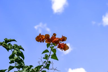 Stem of blooming Bougainvillea glabra with orange bracts, isolated on blue sky background. Floral spring summer background with copy space clipart