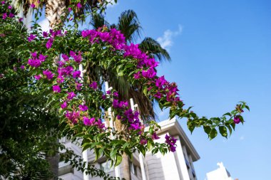 Bougainvillea dalları, bulanık palmiye ağaçları ve mavi gökyüzü zemininde mor çiçekler açıyor. Alanya Caddesi 'ndeki (Türkiye) sarmaşık ağacı ya da begonvil spektabilis çalısı)