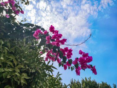 Bougainvillea pembe çiçekleri beyaz bulutlu mavi gökyüzüne karşı dallanır. Dekoratif tropikal çalılar ve parlak morumsu renklerle güzel bir çiçek arka planı var.