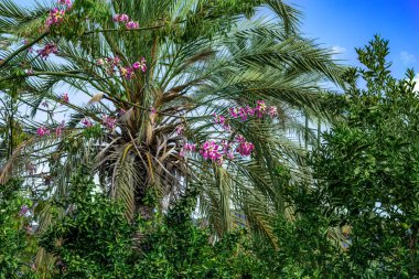 Ceiba Specosa ağacının parlak pembe çiçekleri, yeşil olgunlaşmamış limonlu palmiye yaprakları ve ağaçların arka planına karşı. Egzotik tropikal bitkilerle doğal çiçek dokusu