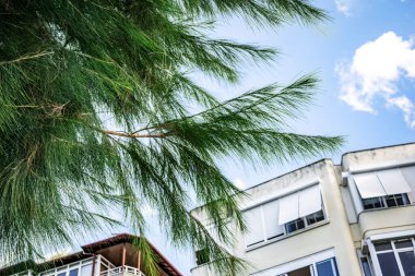Alanya (Türkiye) caddesinde dekoratif uzun kozalaklı çam ağacı (muhtemelen Pinus montezumae). Modern binaların arka planında uzun ince yeşil iğneler ve açık mavi gökyüzü bulunan kozalaklı ağaç dalları