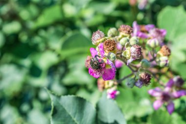 Beyaz benekli gül böceği dışarıda pembe böğürtlen çiçeği yiyor. Rubus Fruticosus çiçeğinin üzerinde Oxythyrea funesta böceği olan doğal duvar kağıdı. Seçici odaklanma. Kopyalama alanı ile bulanık arkaplan