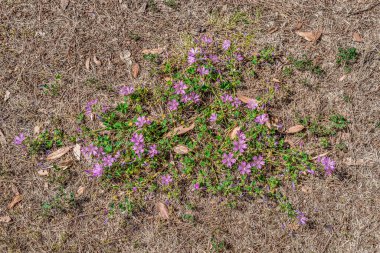 Decumbent Malva sylvestris bush with bright mauve-purple flowers in a wasteland in Budva, Montenegro. Blooming Creeping Charlie plant with green leaves and buds among dry brown grass - top view clipart