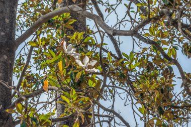 Yeşil-turuncu yapraklar arasında büyük beyaz manolya çiçekleri ve mavi gökyüzüne karşı kahverengi dallar. Doğal çiçekli dokular. Budva, Karadağlı Flora