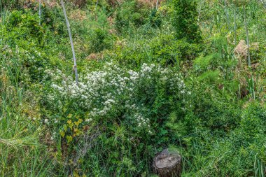 Karadağ 'ın Budva kenti yakınlarındaki dağlarda yetişen yeşillikler arasında beyaz çiçekli ot çalısı. Doğal yaz manzarası. Balkanlar 'ın vahşi bitkileri