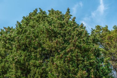 Cupressus sempervirens 'in yeşil tacı ya da mavi gökyüzüne karşı kahverengi kozalaklı Akdeniz selvisi. Kozalaklı bir ağacın yemyeşil yaprakları. Kopyalama alanı olan doğal bir arkaplan. Budva 'dan Flora, Montenegr