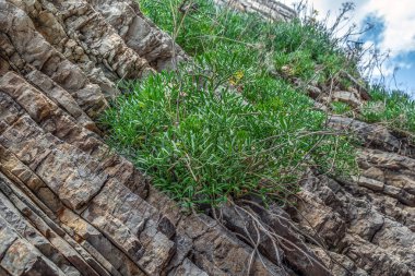 Crithmum maritimum Karadağ 'ın Budva kentindeki katmanlı taşlarda yetişiyor. Yeşil bir kaya numunesi ya da deniz rezene çalısı doğal ortamında yetişir. Vahşi, yenilebilir bitki. Yakın plan.