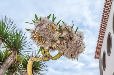 Achene of the Kleinia neriifolia, close-up. Dry fruit of an exotic tropical tree in the north of Tenerife in the Canary Islands in Spain clipart