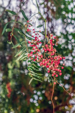 Branch with red berries of a molle del Peru tree, vertical. Natural floral background with the fruits of a false pepper tree growing in Tenerife in the Canary Islands, Spain clipart