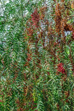 Red-orange fruits of the escobilla tree among green foliage, vertical. Flora of the Canary Islands. Natural floral background clipart