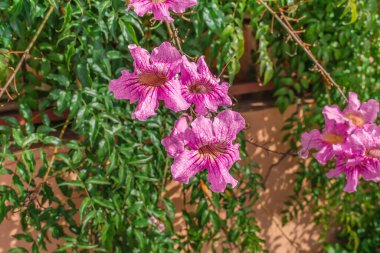 Beautiful pink Podranea ricasoliana flowers against the backdrop of green foliage in the Tenerife, Spain. Flora of the Canary Islands clipart