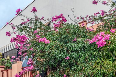 La Laguna, İspanya 'daki bir şehir binasının arka planında pembe trompet çalısı. Güzel egzotik çiçekli bir Podranea ricasoliana bitkisi. Kanarya Adaları 'ndan Flora