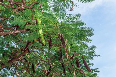 İspanya, Tenerife 'de mavi gökyüzüne karşı büyük kuru kahverengi kapsülleri ve yeşil yaprakları olan alevli ağaç dalları. Delonix rejimi Kanarya Adaları 'nda yetişir. Güzel doğal çiçek arkaplanı