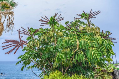 İspanya 'nın Kanarya bölgesindeki Puerto de la Cruz' da Atlantik Okyanusu kıyısında Heptapleurum aktinofilyumu. Tenerife 'de denizin arka planında egzotik çiçek açan Queensland şemsiye ağacı