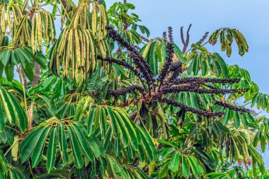 Branches of an Australian umbrella tree with purple fruits and green leaves, close-up. Exotic flora of Tenerife, Canary Islands clipart