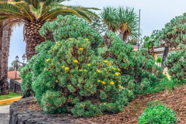 Sarı çiçekli Kanarya Adası papatya çalıları İspanya 'nın Puerto de la Cruz kentindeki Jardines de Playa Chica parkında yetişir. Süs bitkisi Asteriscus sericeus Kanarya Adaları 'na özgüdür.