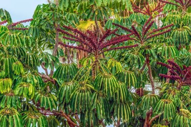 Tenerife 'de yetişen Heptapleurum aktinofilyum ağacında yetişen yeşil yapraklar arasında mor-kırmızı çiçekler. Egzotik tropikal amate fabrikası yakın plan. Kanarya Adaları 'ndan Flora