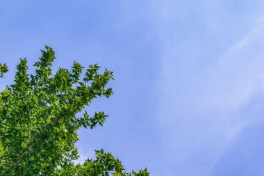 Yeşil yapraklı ağaç dalları, mavi gökyüzüne karşı izole. Kopyalama alanı olan doğal arkaplan