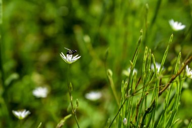 Black musca (fly) sits on a white flower of Stellaria graminea near horsetail stems on a green blurred natural background. Beautiful abstract flora and fauna background with copy space clipart