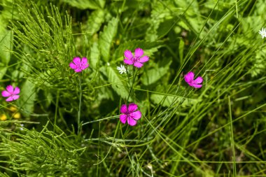 Yeşil çimenler ve at kuyruğu arasında dört narin pembe karanfil (Dianthus campestris). Bitkisel ilaçlarda kullanılan çayır bitkileriyle güzel bir arka plan.
