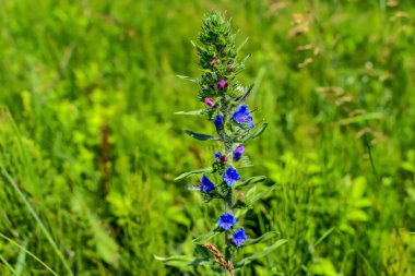 Güneşli bir bahar-yaz gününde yeşil bir çayırın arka planında Echium vulgare 'nin dikeni. Bulanık bitkisel arka planda mavi çiçekli tek bir yabani çayır çiçek açan bir çayırlık.