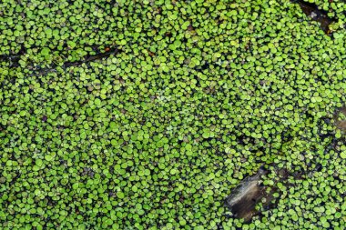 Green natural texture of lesser duckweed close-up. Swamp freshwater floating plant with round leaves. Natural abstract pattern clipart