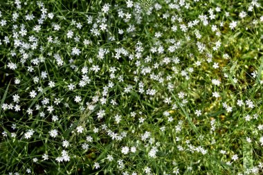 Natural floral pattern with many small white flowers of the lesser stitchwort among thin green stems and leaves. Wild spring summer flowers texture clipart