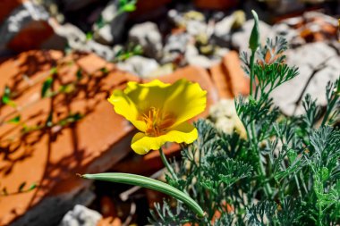 Kaya ve tuğlaların arasında yetişen sarı-turuncu bir Escholzia California çiçeğinin yakın çekimi. Süslü çiçekli güzel bir arka plan, Kaliforniya 'nın sembolü.