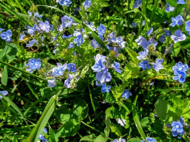 Çiçekli arka plan - küçük mavi çayır güzel çiçekler Veronica chamaedrys yakın plan. Çayırda sulu baharlı yeşillikler