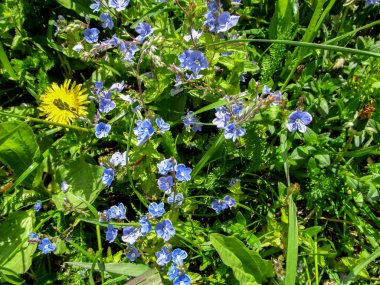 Yazın başlarında mavi ve sarı çayır çiçeklerinin renkli arkaplanı. Çiçekli Taraxacums ve Veronica chamaedrys yeşil sulu taze çimenler arasında