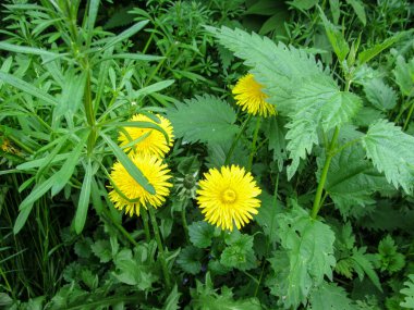 Floral natural background - four bright yellow young dandelion, the nettle shrub and the stems of the cleavers. Juicy green young weeds beautifully grow in spring or summer clipart