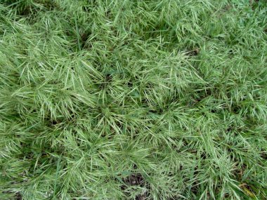 Vahşi Bromus otlarının dokusu. Açık yeşil çayır çayırı. Dikenli. Üst manzara.