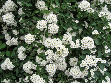 Yumuşak beyaz Spiraea çiçekli düğün kartları için zarif bir çiçek arkaplanı. Birçok küçük çiçeğin enfeksiyonları gelinin buketi ya da çelengi gibidir.