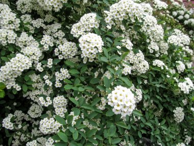 Spiraea 'nın çalılıklarında bir sürü beyaz çiçeğin güzel bir arka planı var. Koyu yeşil yapraklarla bembeyaz küçük çiçekler.